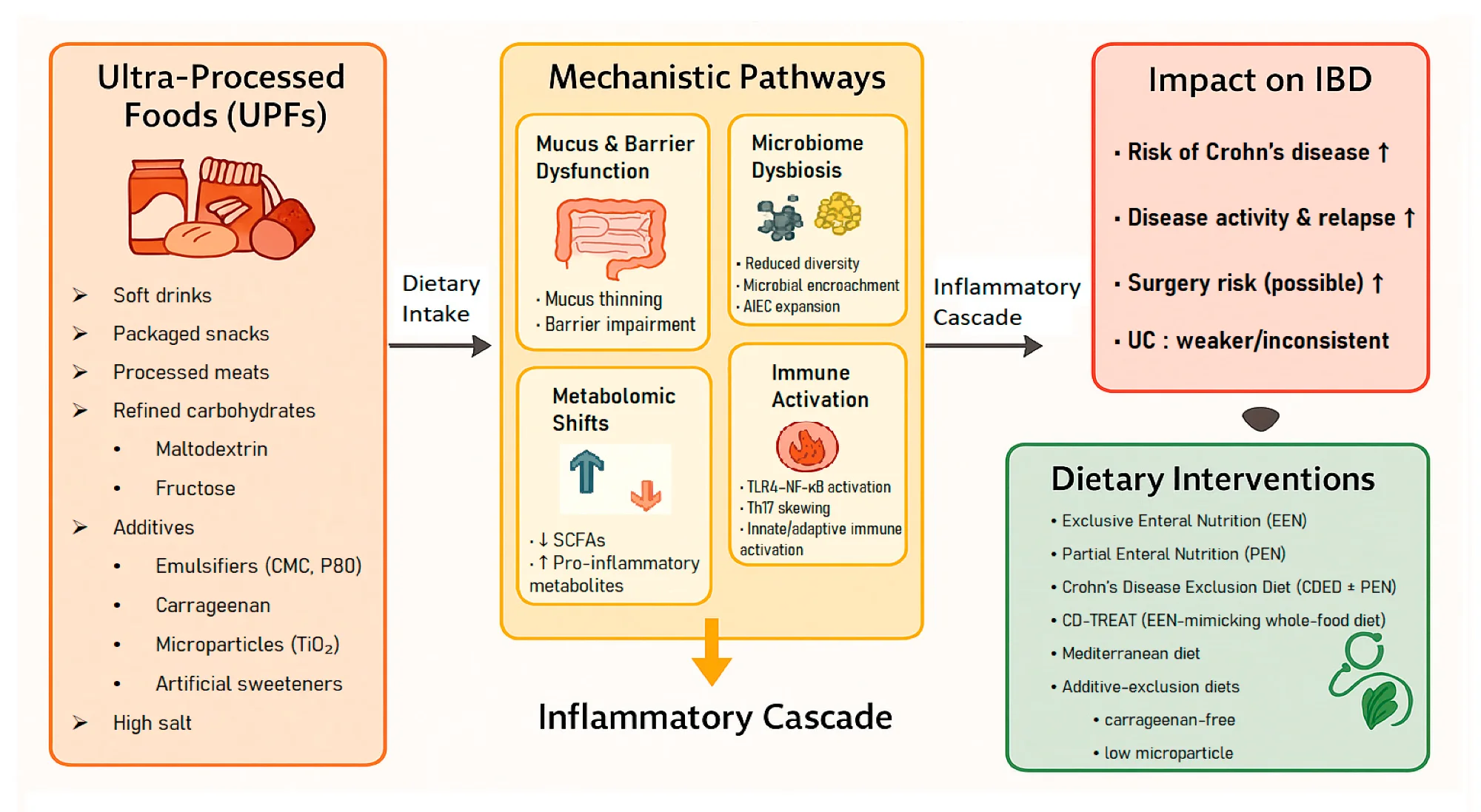 Conceptual framework linking ultra-processed foods (UPFs) to mechanistic pathways, inflammatory cascade, clinical outcomes, and dietary interventions in inflammatory bowel disease (IBD).