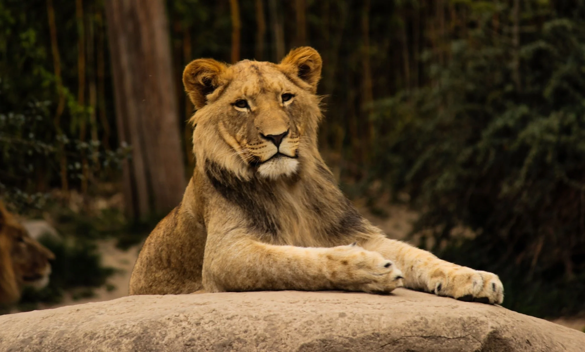 A lion lying on a rock in a zoo