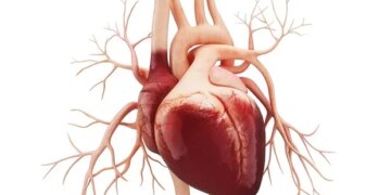 Les crises cardiaques nocturnes causent moins de dommages en raison des rythmes circadiens des neutrophiles