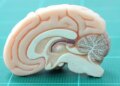 Relier les neurosciences et les LLM pour des systèmes d'IA efficaces et interprétables