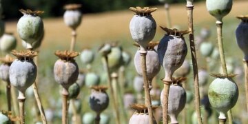 La législation étrangère influence fortement les décès nationaux liés aux nouvelles substances psychoactives