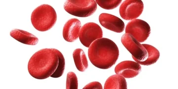 Un faible taux d’oxygène transforme les globules rouges en puissants puits de glucose