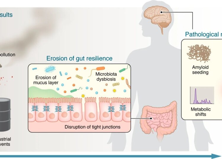 Environmental insults reduce gut resilience and initiate convergent mechanisms that drive Parkinson’s disease. A lifetime of environmental insults (including Western diets and food additives, nano- and microplastics, pesticides and herbicides, industrial solvents, and air pollution) act on the intestinal microbiome and barrier. These exposures promote microbiota dysbiosis, disrupt tight junctions, and erode the mucus layer, collectively reducing gut resilience. Once this peripheral defense is compromised, several mechanistic pathways propagate pathology to the brain: (a) amyloid seeding by bacterial functional amyloids, (b) maladaptive T cell education and autoimmune responses, (c) microbiome-driven metabolic shifts that generate neurotoxic metabolites and reduce short-chain fatty acids, and (d) systemic inflammatory amplification. Together, these processes lower the threshold for α-syn misfolding, neuroinflammation, and neurodegeneration.
