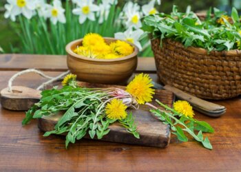 Dandelion. Picked fresh dandelion leaves and yellow flowers in home garden