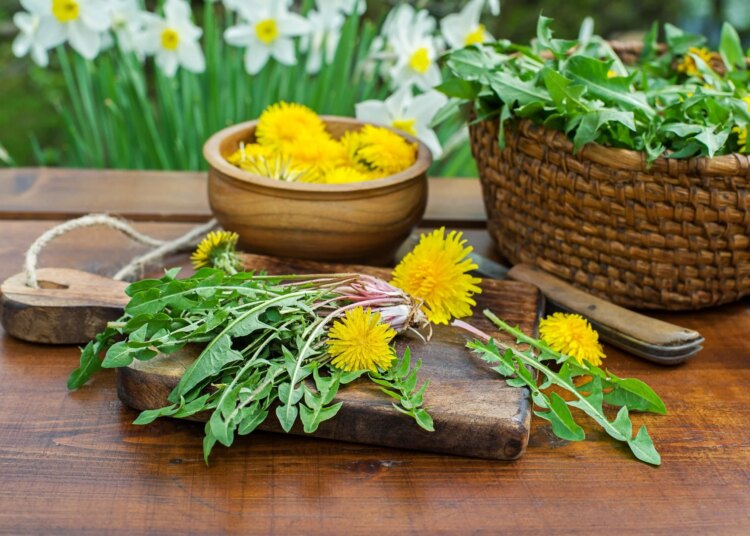 Dandelion. Picked fresh dandelion leaves and yellow flowers in home garden