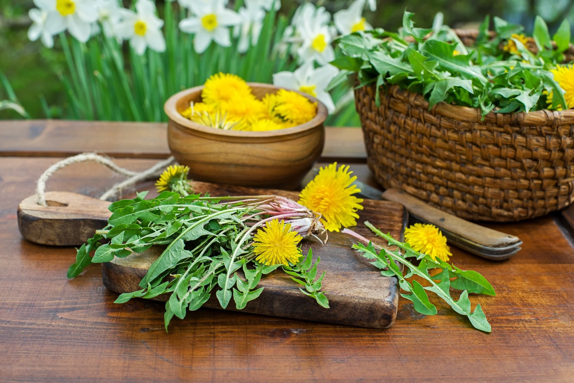 Dandelion. Picked fresh dandelion leaves and yellow flowers in home garden