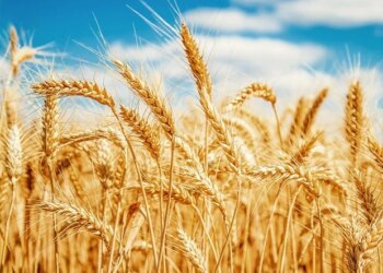 Les régimes à base de blé entier peuvent réduire le risque de maladie inflammatoire de l'intestin