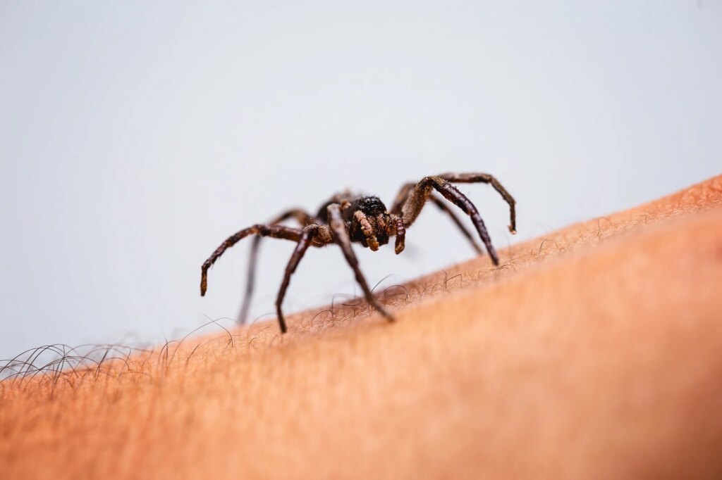 Poisonous spider over person arm