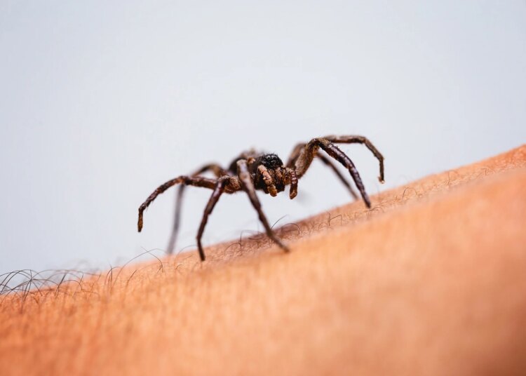 Poisonous spider over person arm