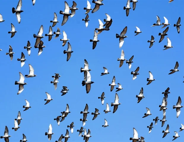 Une étude explore la dégradation de la grippe aviaire aéroportée dans les environnements d'élevage