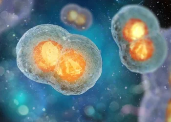 Une étude révèle un double rôle de l'enzyme PFK dans la progression du métabolisme et du cycle cellulaire