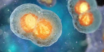Une étude révèle un double rôle de l'enzyme PFK dans la progression du métabolisme et du cycle cellulaire