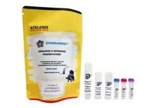 Atelerix lance la solution de conservation sans cryo STORganoid pour les modèles cellulaires 3D complexes