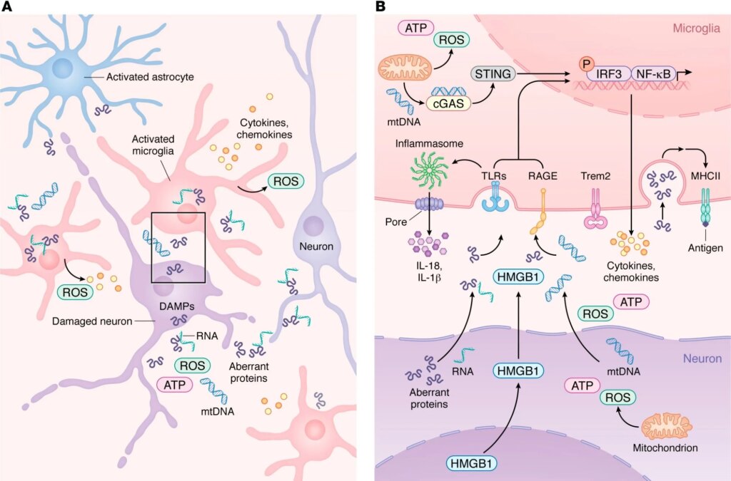 Innate immune activation and microglial transition during neurodegeneration. (A) During neurodegeneration, distressed neurons release DAMPs such as mtDNA, ROS, HMGB1, aberrant proteins, and pTau–bound RNA. These signals activate resident microglia and astrocytes, which then recruit peripheral immune cells. As shown in more detail in B, activated microglia upregulate PRRs, including TLRs, RAGE, and cGAS, enabling detection of neuron-derived DAMPs. Engagement of PRRs induces proinflammatory gene expression programs and activates inflammasome pathways that promote release of chemokines and cytokines into the CNS parenchyma. As microglia transition from homeostatic to reactive states in a TREM2-dependent manner, damage-associated microglia increase MHC-II expression to support antigen presentation and coordination of adaptive immune responses that attempt to limit neurodegeneration.