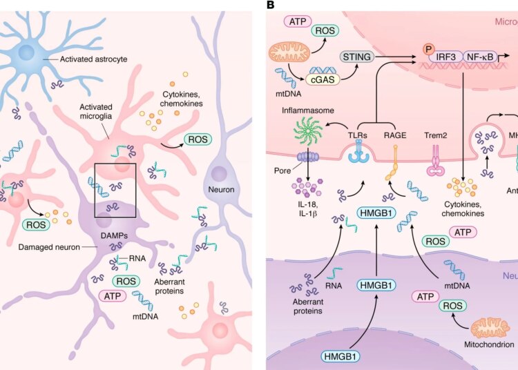 Innate immune activation and microglial transition during neurodegeneration. (A) During neurodegeneration, distressed neurons release DAMPs such as mtDNA, ROS, HMGB1, aberrant proteins, and pTau–bound RNA. These signals activate resident microglia and astrocytes, which then recruit peripheral immune cells. As shown in more detail in B, activated microglia upregulate PRRs, including TLRs, RAGE, and cGAS, enabling detection of neuron-derived DAMPs. Engagement of PRRs induces proinflammatory gene expression programs and activates inflammasome pathways that promote release of chemokines and cytokines into the CNS parenchyma. As microglia transition from homeostatic to reactive states in a TREM2-dependent manner, damage-associated microglia increase MHC-II expression to support antigen presentation and coordination of adaptive immune responses that attempt to limit neurodegeneration.