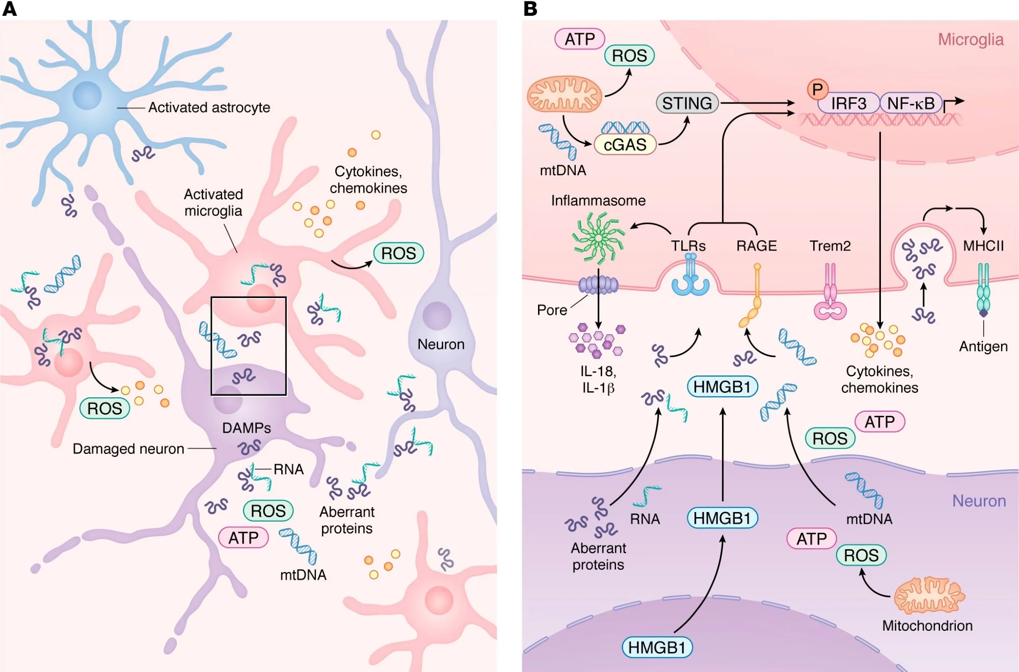 Innate immune activation and microglial transition during neurodegeneration. (A) During neurodegeneration, distressed neurons release DAMPs such as mtDNA, ROS, HMGB1, aberrant proteins, and pTau–bound RNA. These signals activate resident microglia and astrocytes, which then recruit peripheral immune cells. As shown in more detail in B, activated microglia upregulate PRRs, including TLRs, RAGE, and cGAS, enabling detection of neuron-derived DAMPs. Engagement of PRRs induces proinflammatory gene expression programs and activates inflammasome pathways that promote release of chemokines and cytokines into the CNS parenchyma. As microglia transition from homeostatic to reactive states in a TREM2-dependent manner, damage-associated microglia increase MHC-II expression to support antigen presentation and coordination of adaptive immune responses that attempt to limit neurodegeneration.
