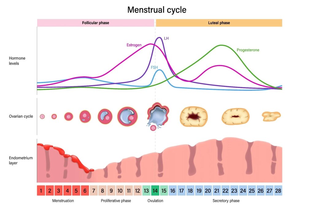 Study: The effects of the menstrual cycle on physical and psychological parameters in female athletes. Image Credit: Dee-sign / Shutterstock