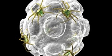 La nanomédecine propose des solutions ciblées pour le traitement du cancer du sein