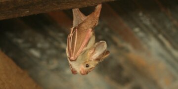 Le coronavirus des chauves-souris du Kenya utilise le CEACAM6 humain pour pénétrer dans les cellules, ce qui soulève des inquiétudes en matière de débordement