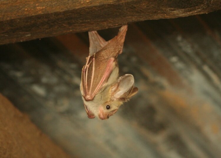 Le coronavirus des chauves-souris du Kenya utilise le CEACAM6 humain pour pénétrer dans les cellules, ce qui soulève des inquiétudes en matière de débordement