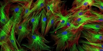 Le sous-type de fibroblaste s'avère essentiel pour coordonner les cellules immunitaires dans les ganglions lymphatiques