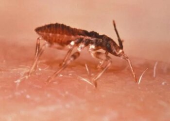 Un nouveau protocole informatique accélère la découverte de médicaments pour la maladie de Chagas