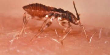 Un nouveau protocole informatique accélère la découverte de médicaments pour la maladie de Chagas