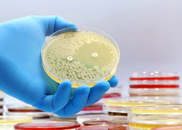 A microbiological culture Petri dish with bacteria where an antibiotic resistance test has been carried
