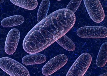 Une nouvelle méthode identifie les protéines clés qui déclenchent des réponses immunitaires nocives