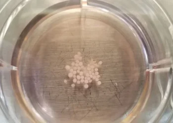Les études sur les organoïdes cérébraux sur l’ISS se rapprochent de nouveaux traitements