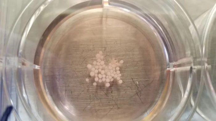 Les études sur les organoïdes cérébraux sur l’ISS se rapprochent de nouveaux traitements