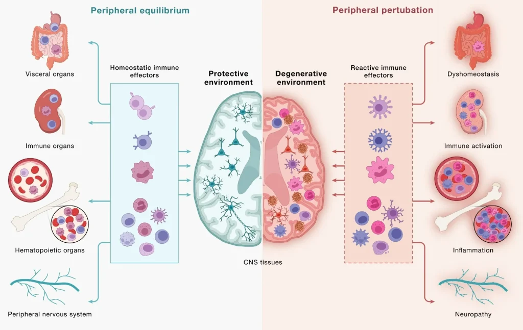 Immune cells communicate across a continuous, bidirectional circuit between the CNS and periphery. Immune cells from across the body engage CNS tissues and, in turn, are shaped by signals returning from the brain. (Left) Under peripheral equilibrium, immune effectors mobilized from visceral organs, secondary lymphoid organs, hematopoietic tissues, and the peripheral nervous system (PNS) - including CD4+ and CD8+ T cells, B cells, monocytes (top 3 cell types), NK cells, dendritic cells, mast cells, neutrophils, and innate lymphoid cells (bottom cluster of cells) - engage the CNS in a homeostatic dialogue that supports neural cell health, plasticity, and repair, sustaining a protective environment. (Right) Age-associated dysfunction across the same peripheral compartments reshapes this circuit: altered immune effectors enter the CNS and contribute to shifting the local environment toward a degenerative state in which microglia adopt disease-associated programs, astrocytes become reactive, and neurons accumulate pathology. This model underscores how the same circuitry can yield protective or pathogenic outcomes and that neurodegeneration is downstream of dysfunctional brain-immune crosstalk. Study: Neurodegeneration as a dysregulation of neuroimmune crosstalk