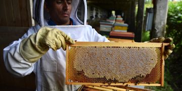 Ce miel vendu en supermarché que les Français adorent mettre dans leur thé ne contient presque plus de pollen et les apiculteurs dénoncent une fraude massive