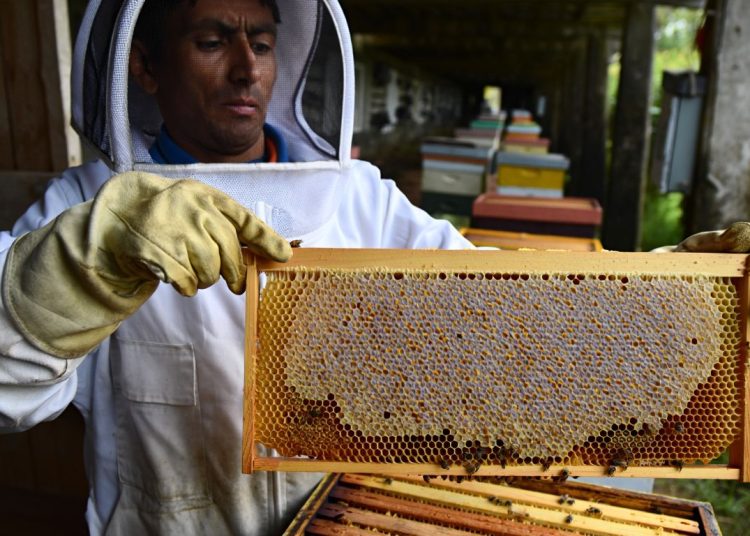 Ce miel vendu en supermarché que les Français adorent mettre dans leur thé ne contient presque plus de pollen et les apiculteurs dénoncent une fraude massive
