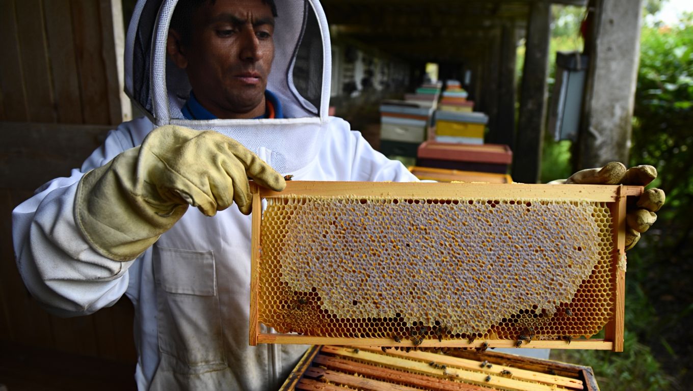 Ce miel vendu en supermarché que les Français adorent mettre dans leur thé ne contient presque plus de pollen et les apiculteurs dénoncent une fraude massive