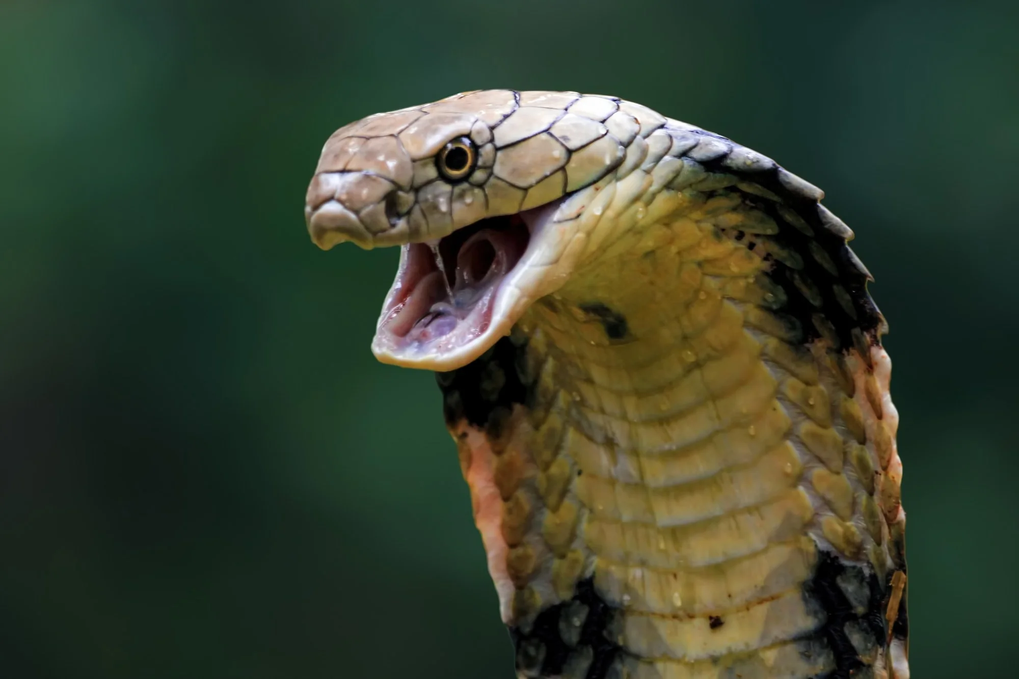 Des chercheurs exploitent les toxines du cobra pour découvrir un peptide antimicrobien perturbant la membrane