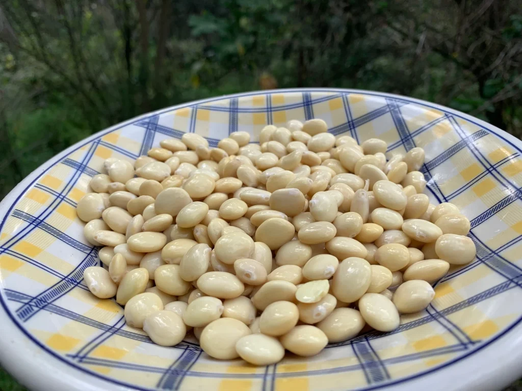 Review: North American and Andean Indigenous Plant-Based Foods and Their Contemporary Scientific Rationale for Health Improvement. Image Credit: DANIEL CONSTANTE / Shutterstock