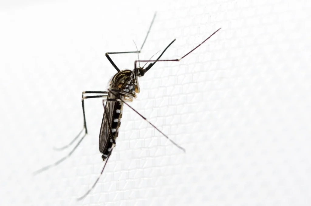 Study: Just another white-striped mosquito? A scoping review and group discussion synthesis on Aedes koreicus in Europe. Image Credit: Cloudpost / Shutterstock