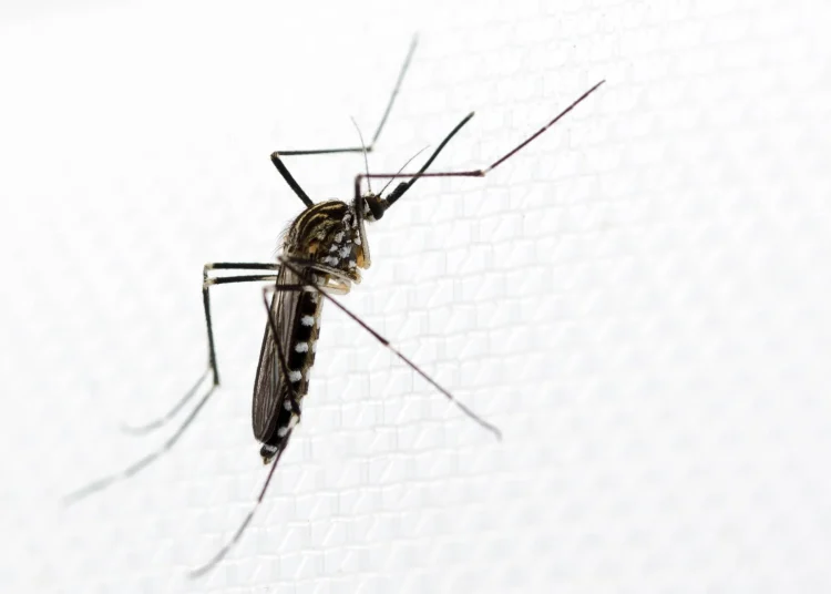 Study: Just another white-striped mosquito? A scoping review and group discussion synthesis on Aedes koreicus in Europe. Image Credit: Cloudpost / Shutterstock