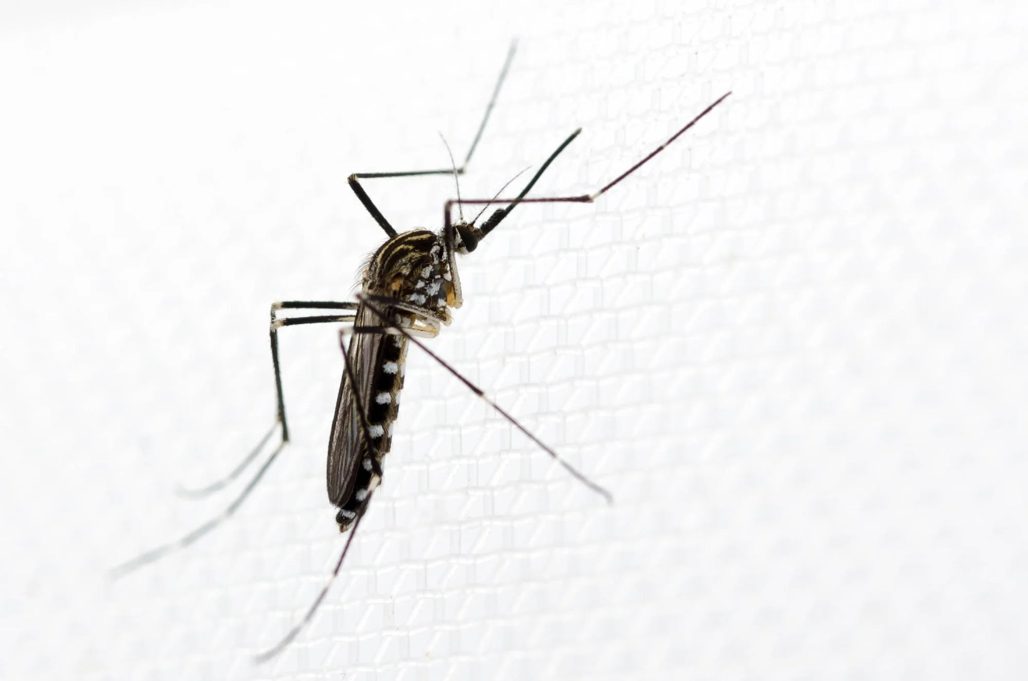 Study: Just another white-striped mosquito? A scoping review and group discussion synthesis on Aedes koreicus in Europe. Image Credit: Cloudpost / Shutterstock