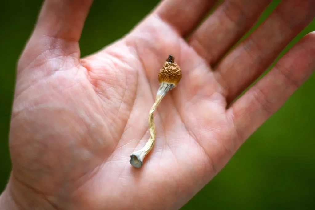 Review: The subtle science: a systematic review of psilocybin magic mushroom and truffle microdosing. Image Credit: Smit / Shutterstock