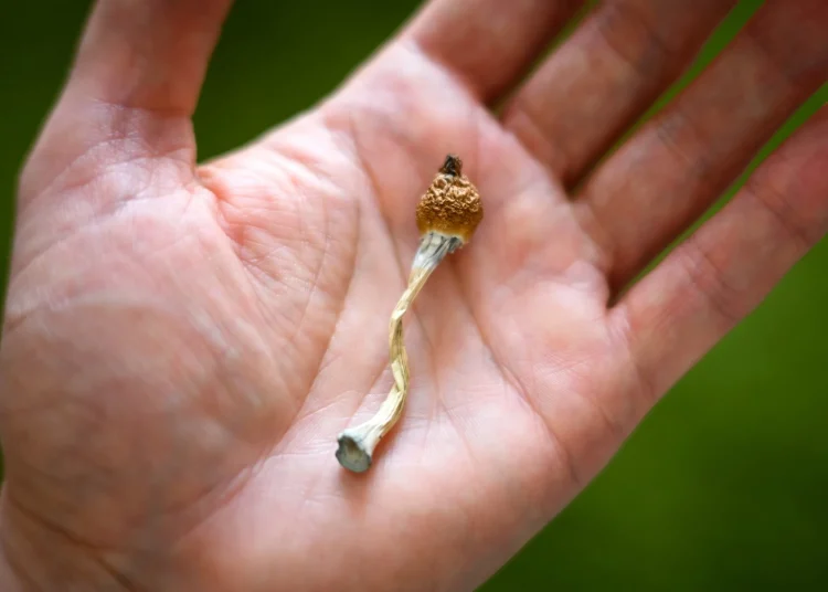 Review: The subtle science: a systematic review of psilocybin magic mushroom and truffle microdosing. Image Credit: Smit / Shutterstock