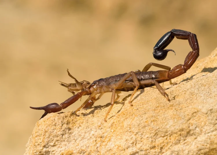 Scorpion venom peptides: Novel therapeutic approaches for inflammatory and hepatic disorders