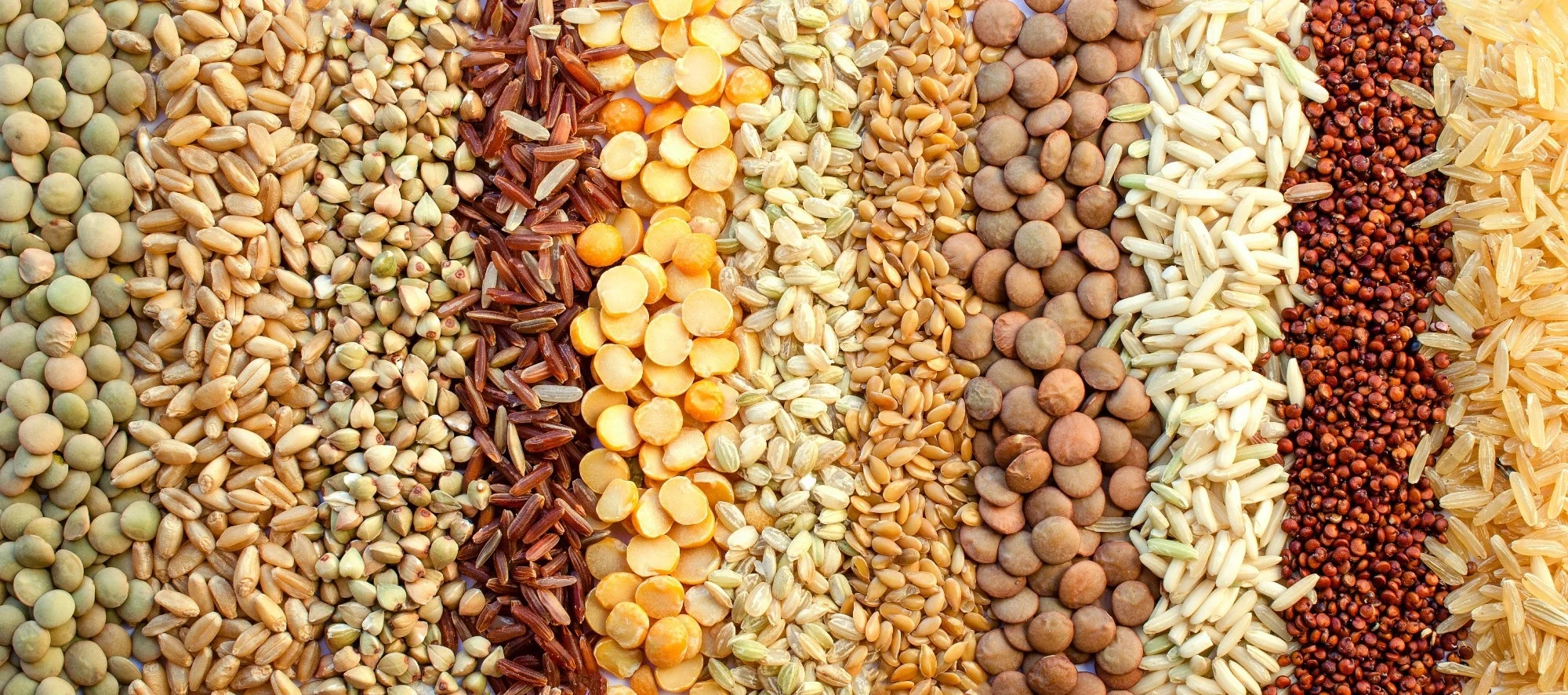 Childhood plant-based diet quality and cardiometabolic health, metabolite profiles, and dietary costs: A population-based cohort study. Image Credit: Nopparat Promtha / Shutterstock