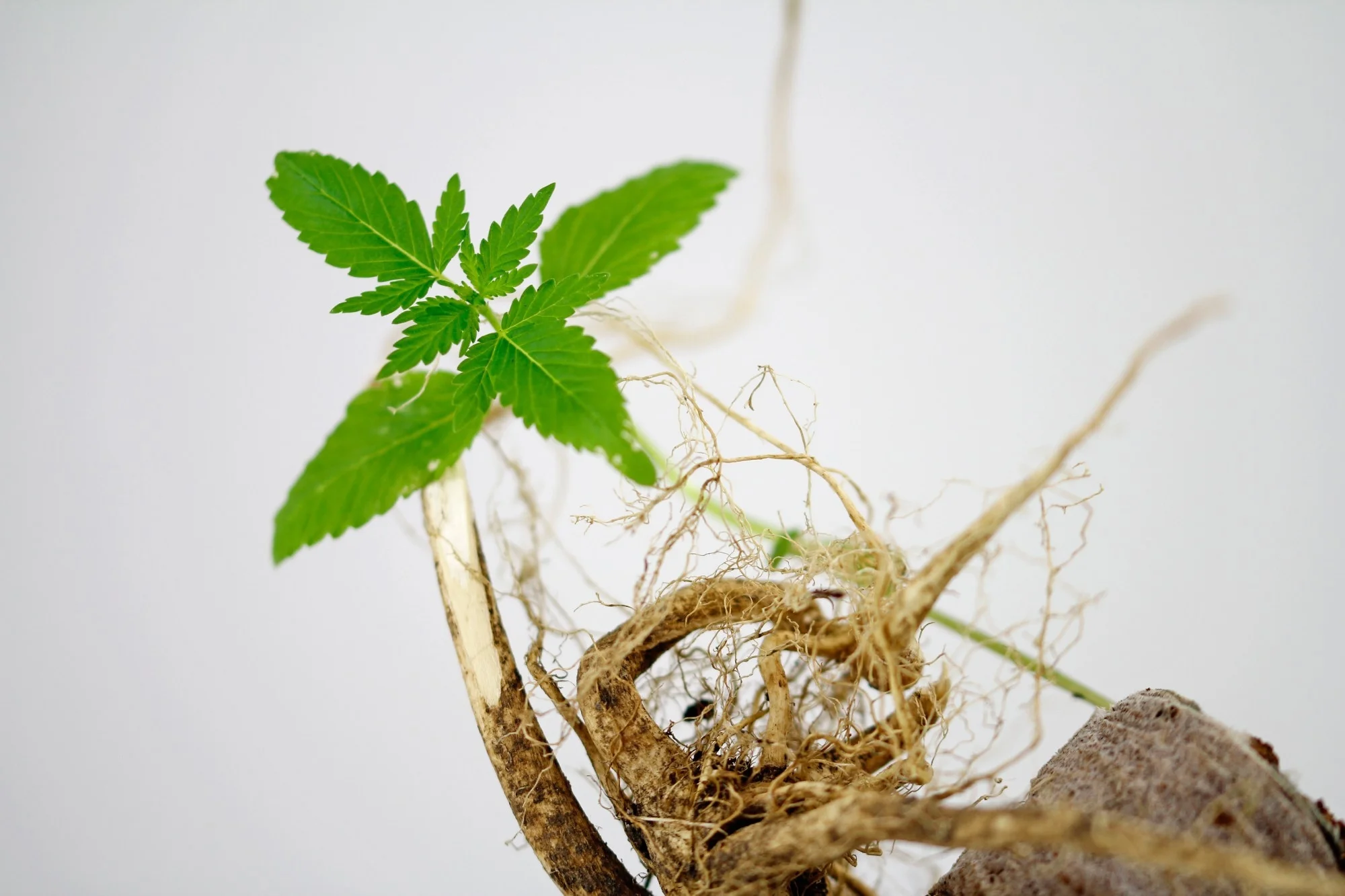 Study: Hairy root-derived nanovesicles from Cannabis sativa: Sustainable bioactive nanomaterials with immunomodulatory and anti-tumor potential. Image Credit: Art_Pictures / Shutterstock