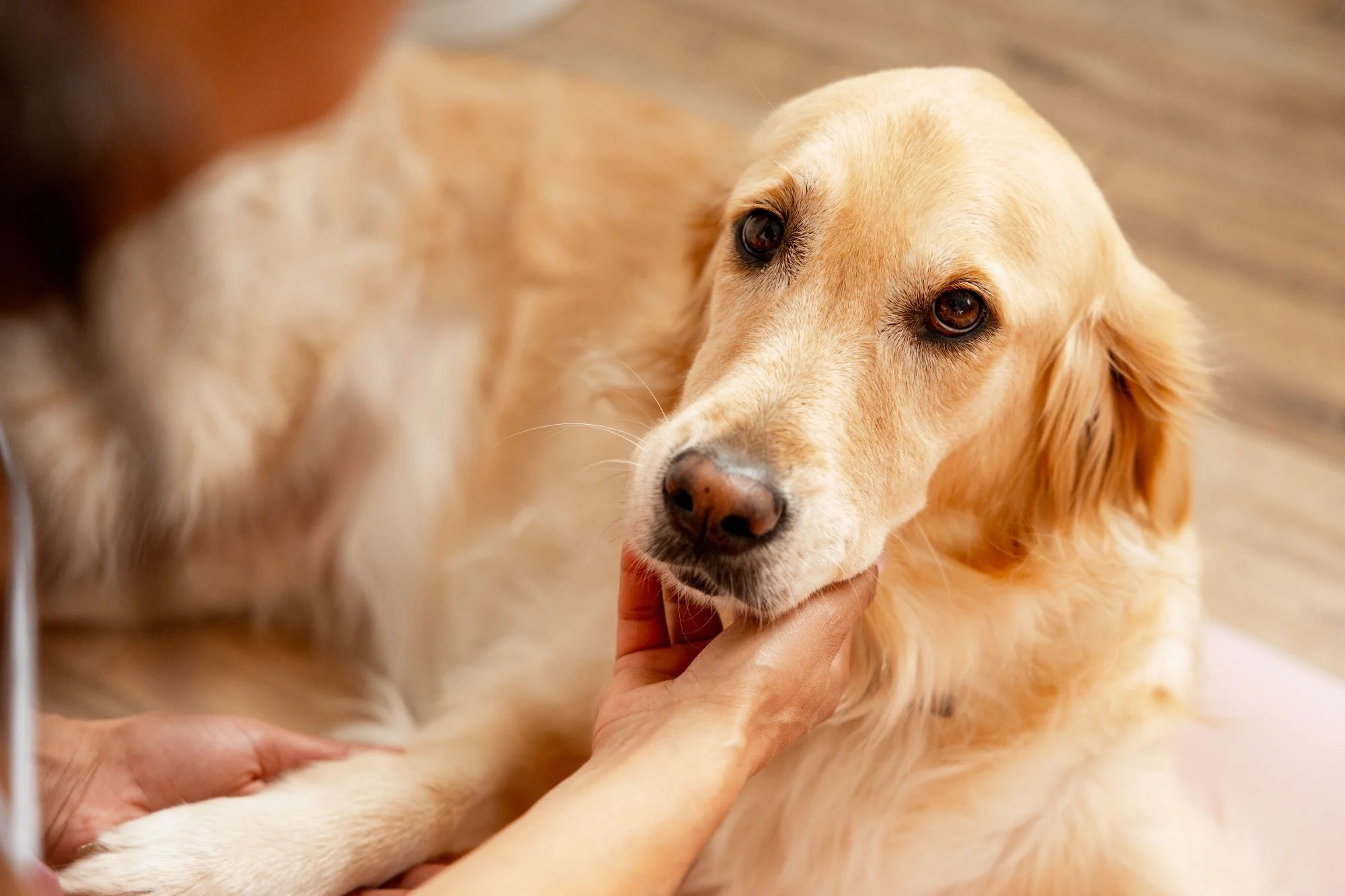 Les pleurs humains attirent l'attention des chiens dans les maisons, les refuges et les rues