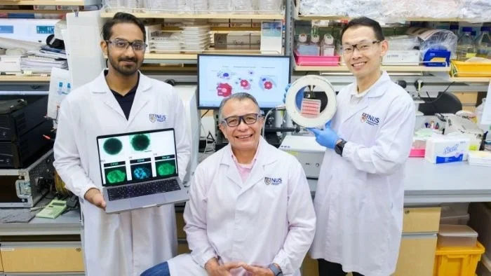 Les scientifiques de NUS exploitent les impulsions magnétiques pour reprogrammer les cellules immunitaires afin de lutter contre le cancer du sein