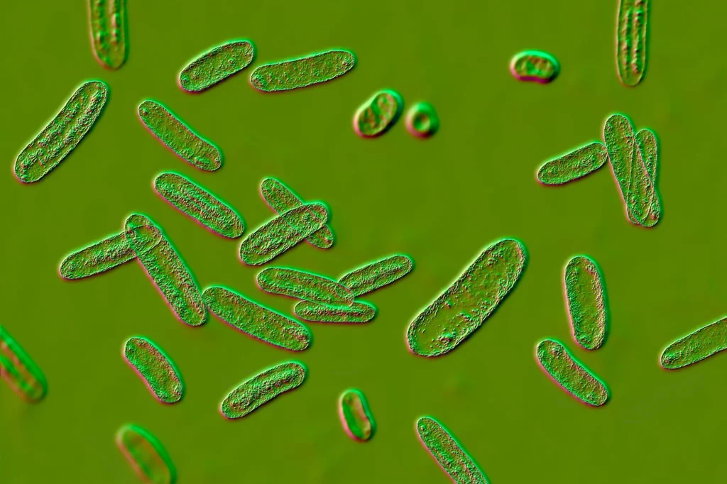 L’infection intestinale laisse des « souvenirs » immunitaires durables aux frontières du cerveau chez la souris