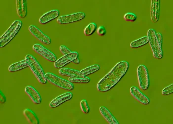 L’infection intestinale laisse des « souvenirs » immunitaires durables aux frontières du cerveau chez la souris