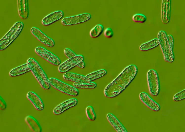 L’infection intestinale laisse des « souvenirs » immunitaires durables aux frontières du cerveau chez la souris